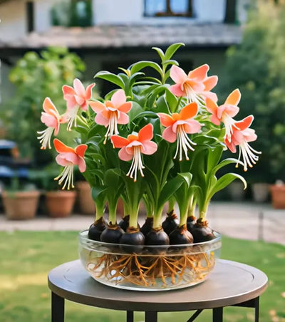 Emberbloom Bulbs - Grow Your Own Magical Lanterns - 50% OFF