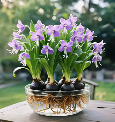 Emberbloom Bulbs - Grow Your Own Magical Lanterns - 50% OFF