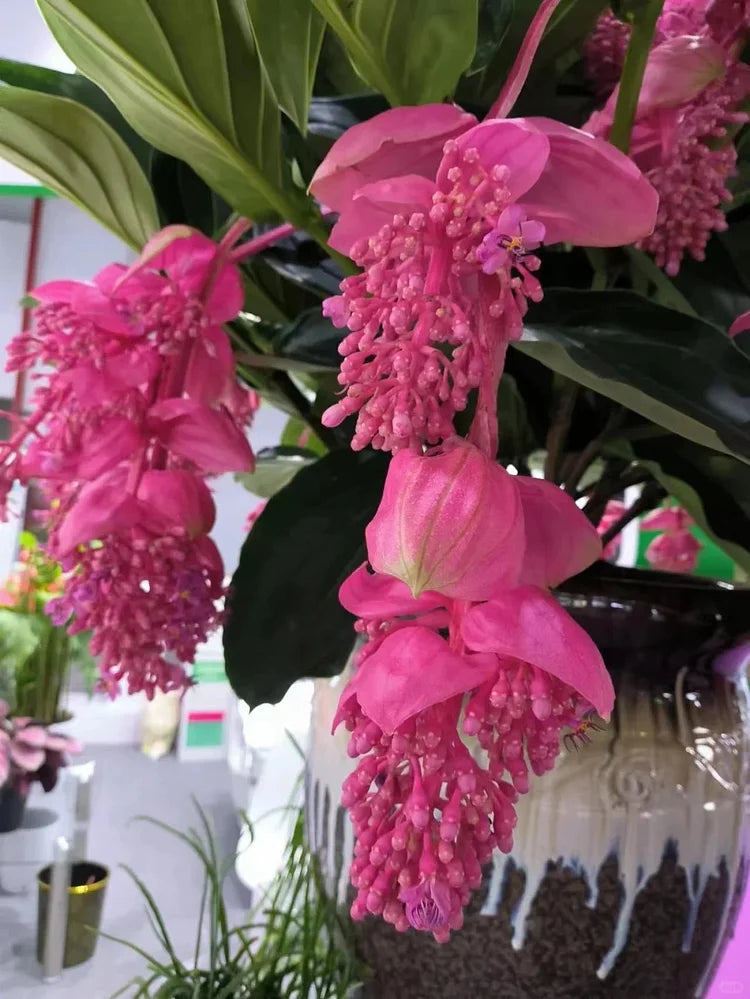 EdenVine Medinilla - A Living Masterpiece in Your Home - 1+1 FREE