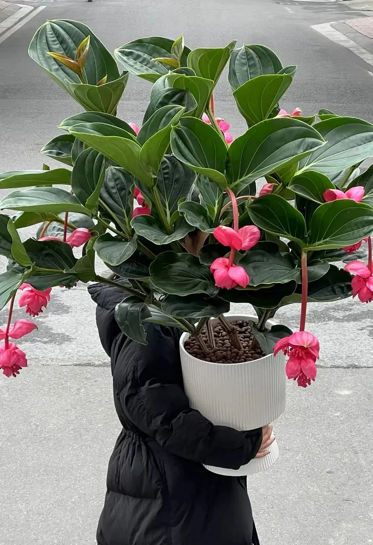 EdenVine Medinilla - A Living Masterpiece in Your Home - 1+1 FREE