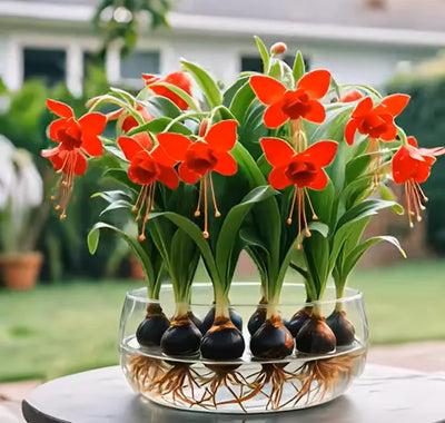 Emberbloom Bulbs - Grow Your Own Magical Lanterns - 50% OFF