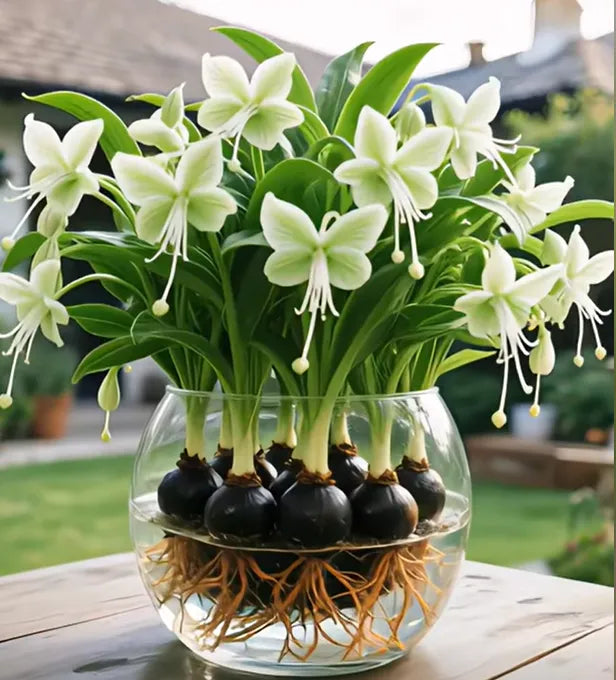 Emberbloom Bulbs - Grow Your Own Magical Lanterns - 50% OFF