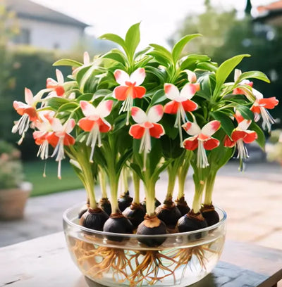 Emberbloom Bulbs - Grow Your Own Magical Lanterns - 50% OFF