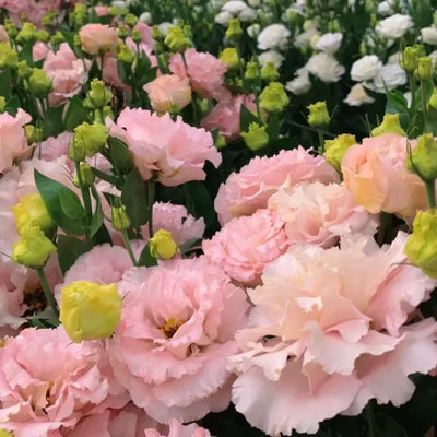 Heart's Garden – A Living Expression of Love - 1+2 FREE