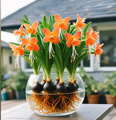 Emberbloom Bulbs - Grow Your Own Magical Lanterns - 50% OFF
