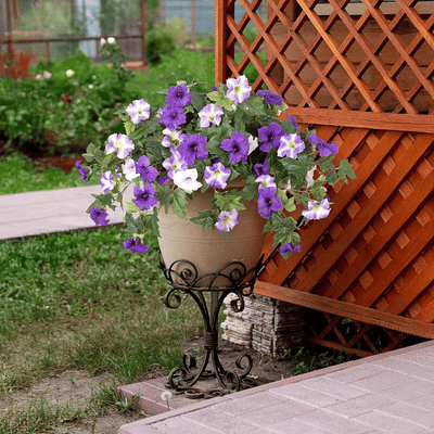 EverBloom Petunias - A Perfect Garden, Effortlessly - 50% OFF