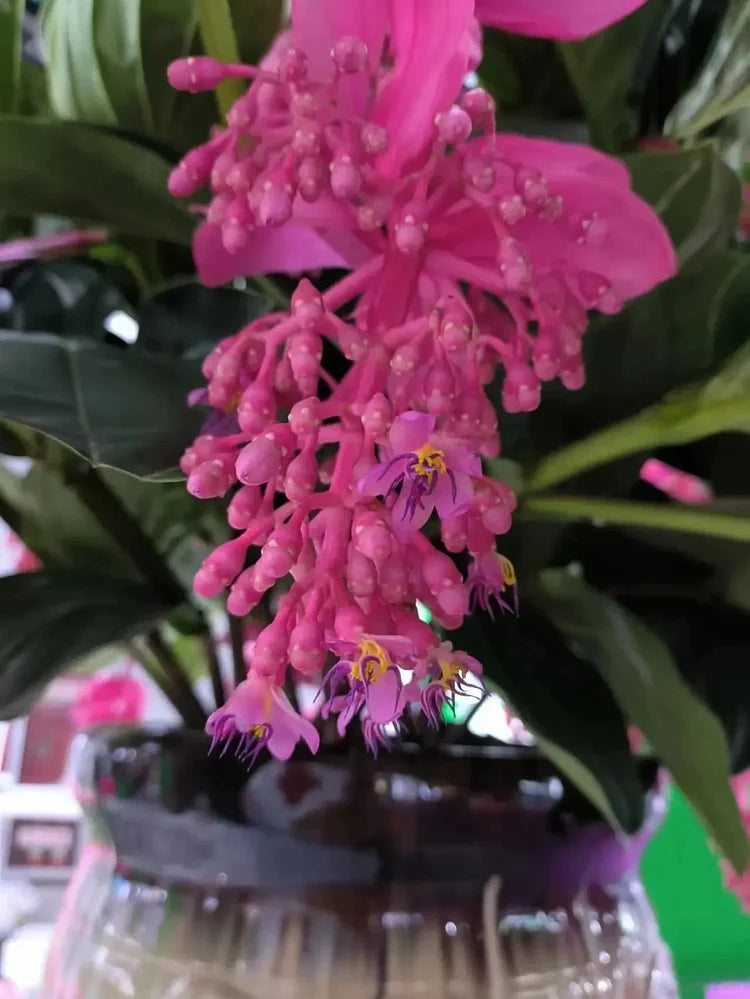 EdenVine Medinilla - A Living Masterpiece in Your Home - 1+1 FREE