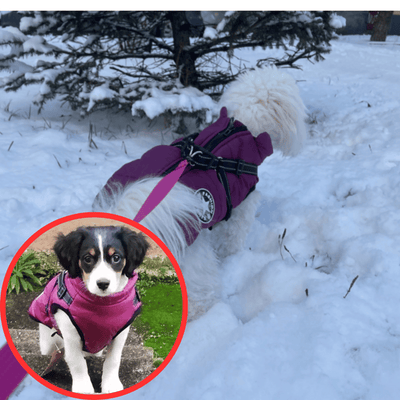 ThermoPaws - All-in-One Winter Freedom - 50% OFF