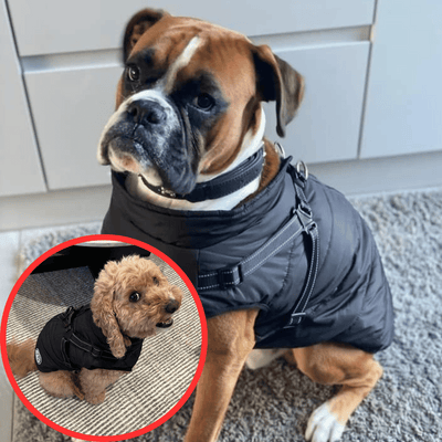 ThermoPaws - All-in-One Winter Freedom - 50% OFF