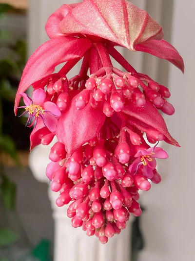 EdenVine Medinilla - A Living Masterpiece in Your Home - 1+1 FREE