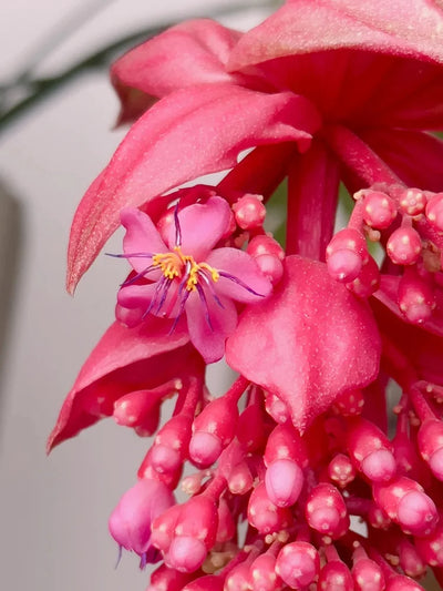 EdenVine Medinilla - A Living Masterpiece in Your Home - 1+1 FREE