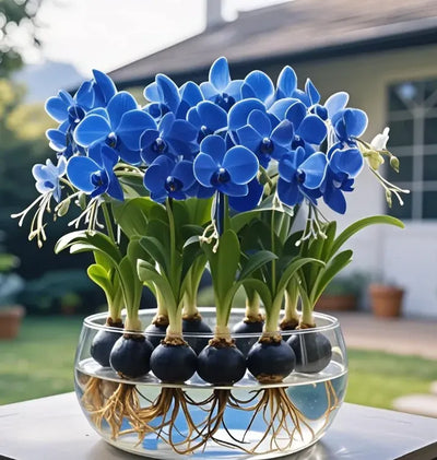 Emberbloom Bulbs - Grow Your Own Magical Lanterns - 50% OFF