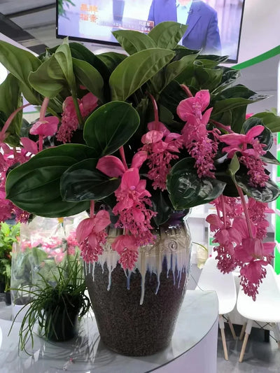 EdenVine Medinilla - A Living Masterpiece in Your Home - 1+1 FREE