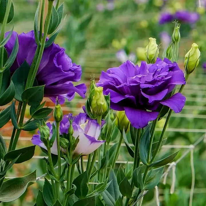 Heart's Garden – A Living Expression of Love - 1+2 FREE