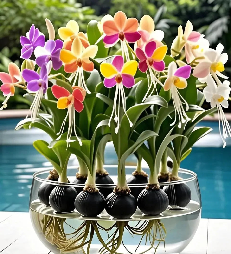 Emberbloom Bulbs - Grow Your Own Magical Lanterns - 50% OFF