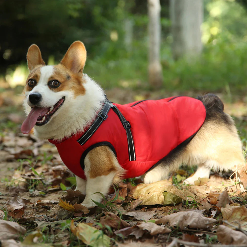 ThermoPaws - All-in-One Winter Freedom - 50% OFF