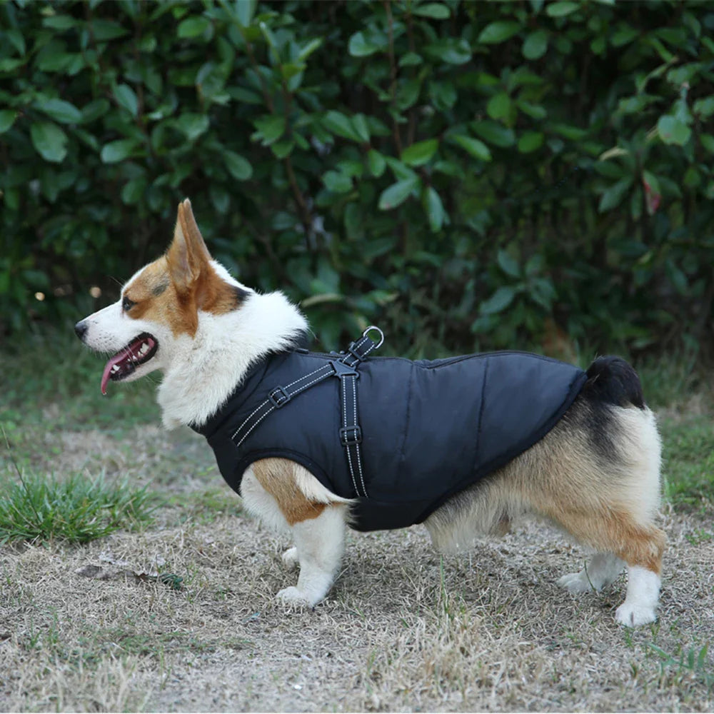 ThermoPaws - All-in-One Winter Freedom - 50% OFF