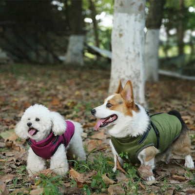 ThermoPaws - All-in-One Winter Freedom - 50% OFF
